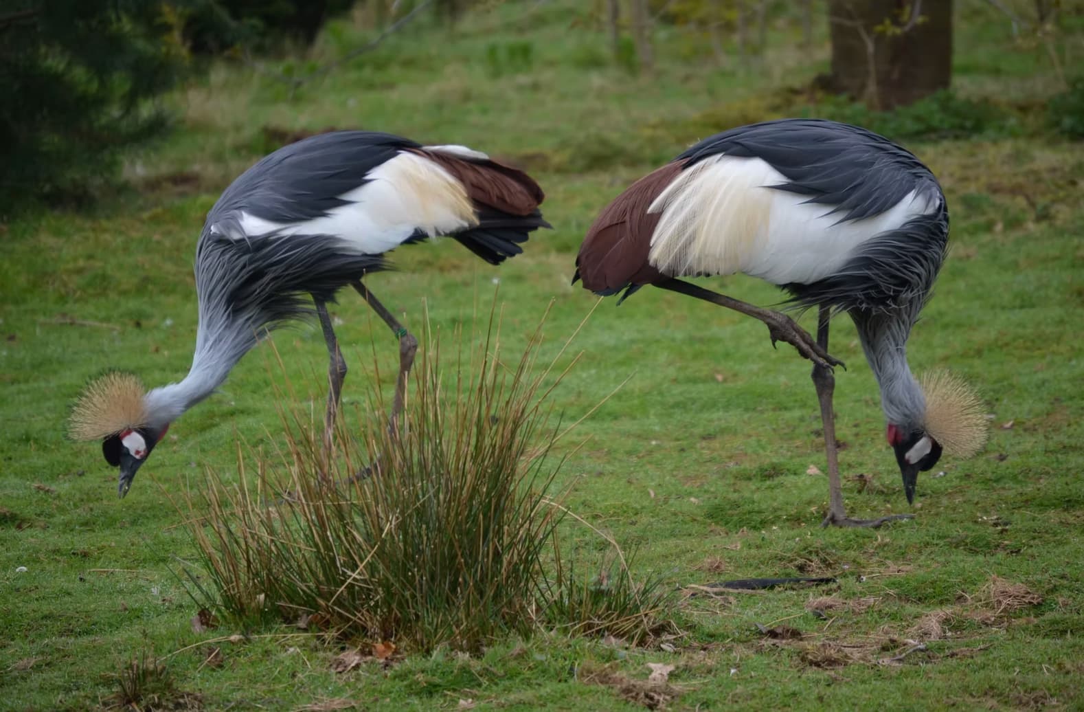 Bird Gardens Scotland CIC - Image 3