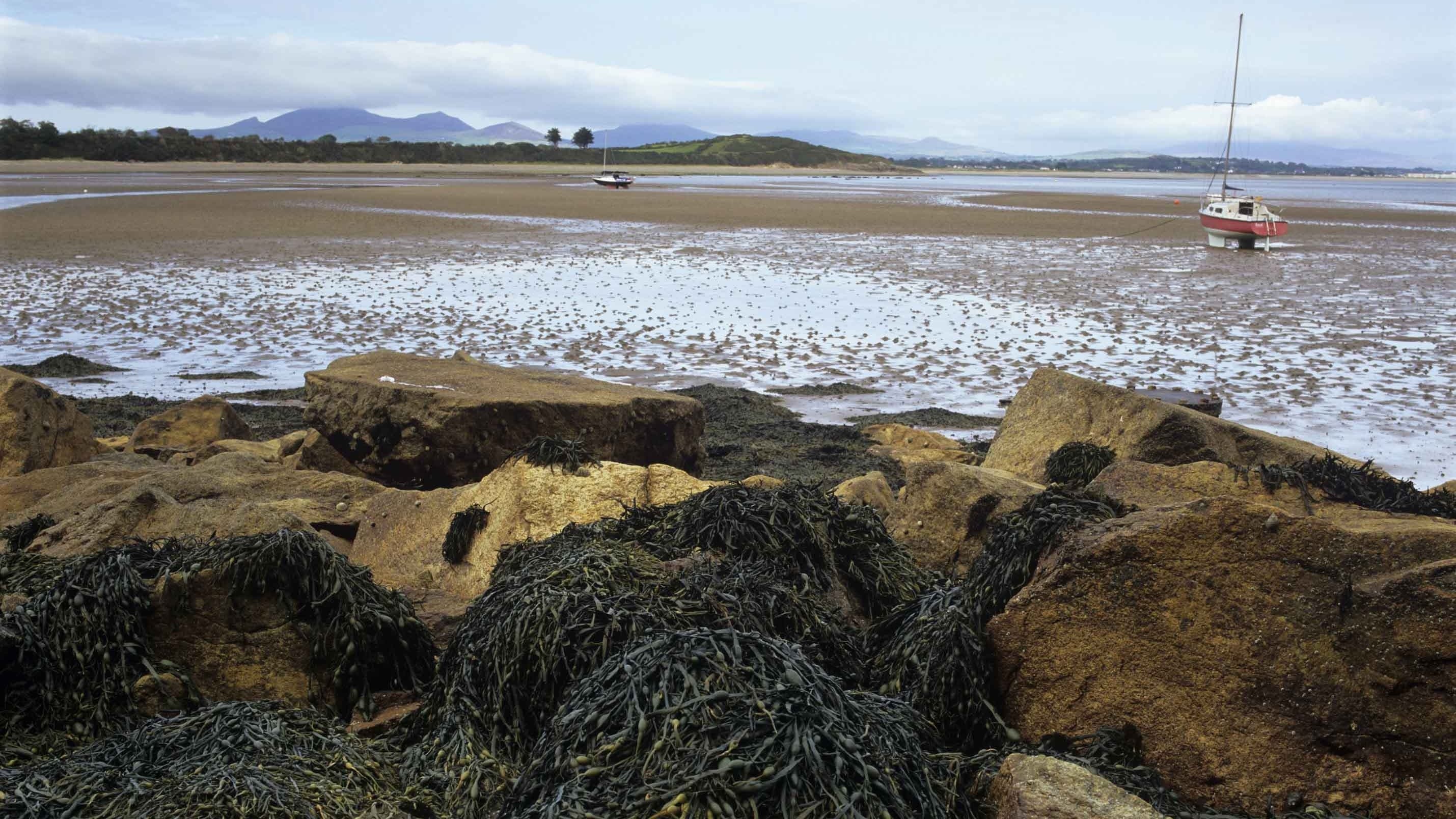 Llanbedrog Beach - Image 2