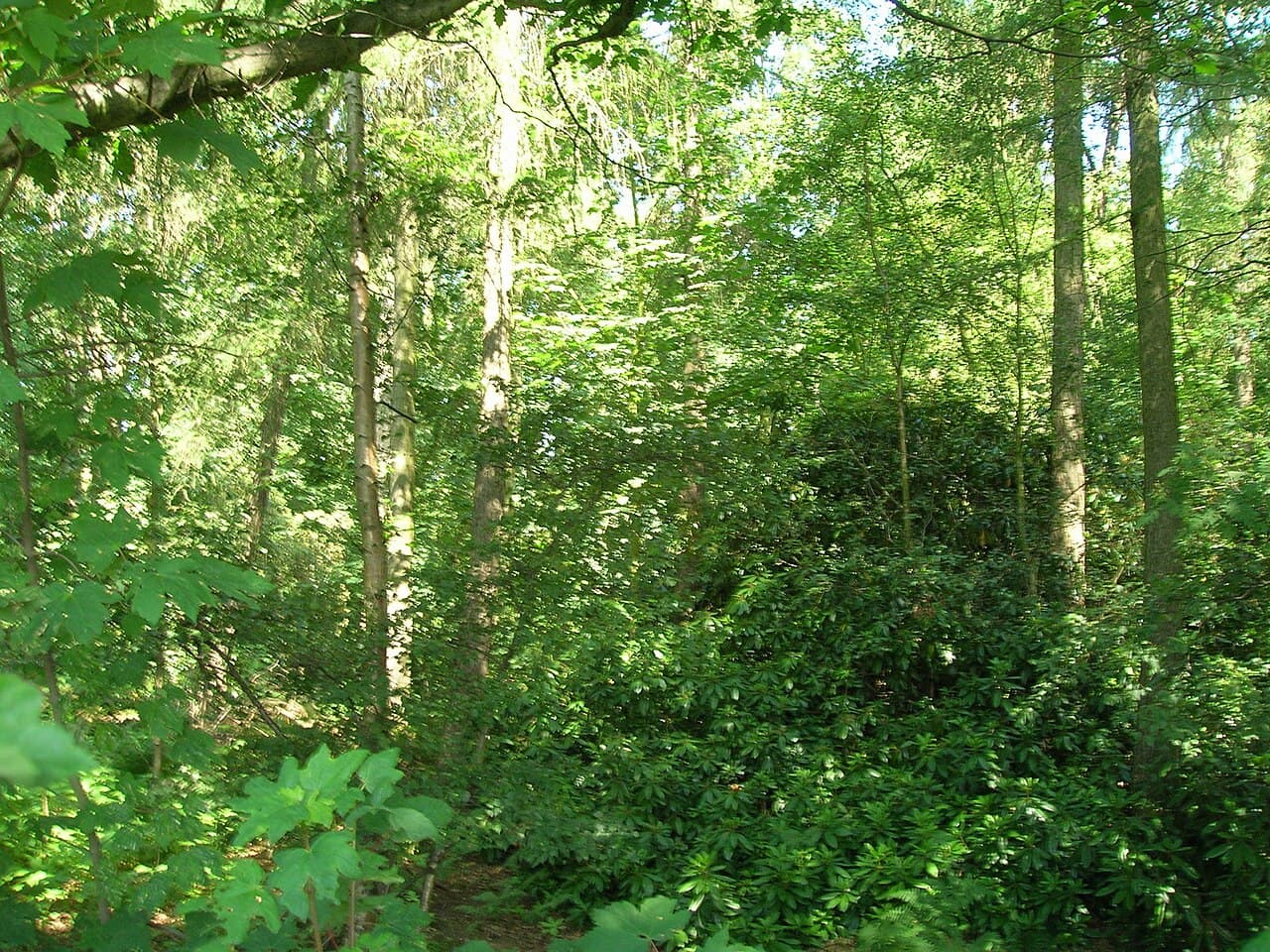 YWT Moorlands Woodland Nature Reserve - Image 4