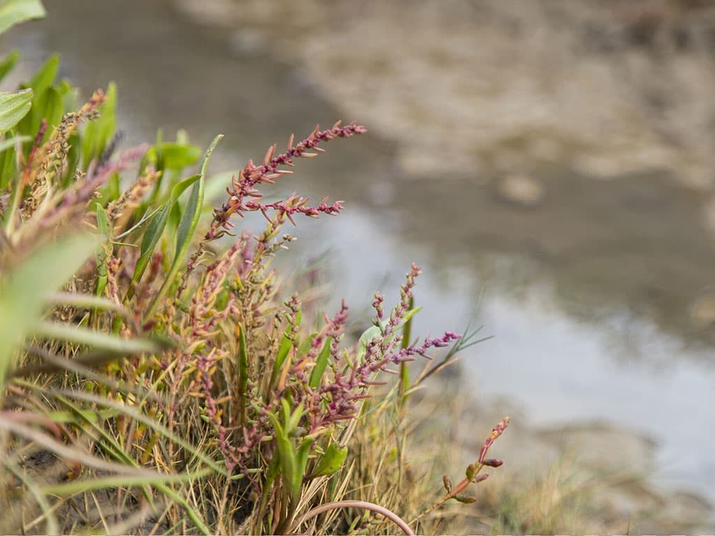 WWT Steart Marshes - Image 3