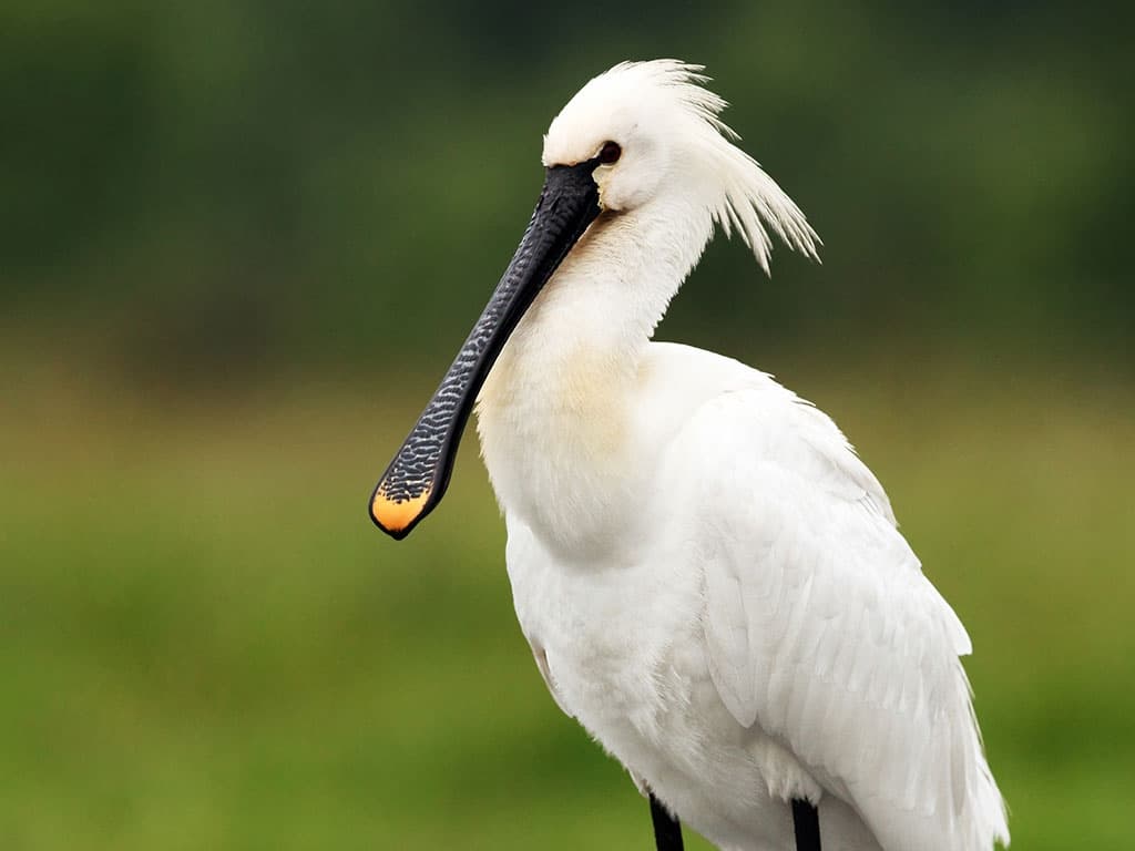 WWT Steart Marshes - Image 4