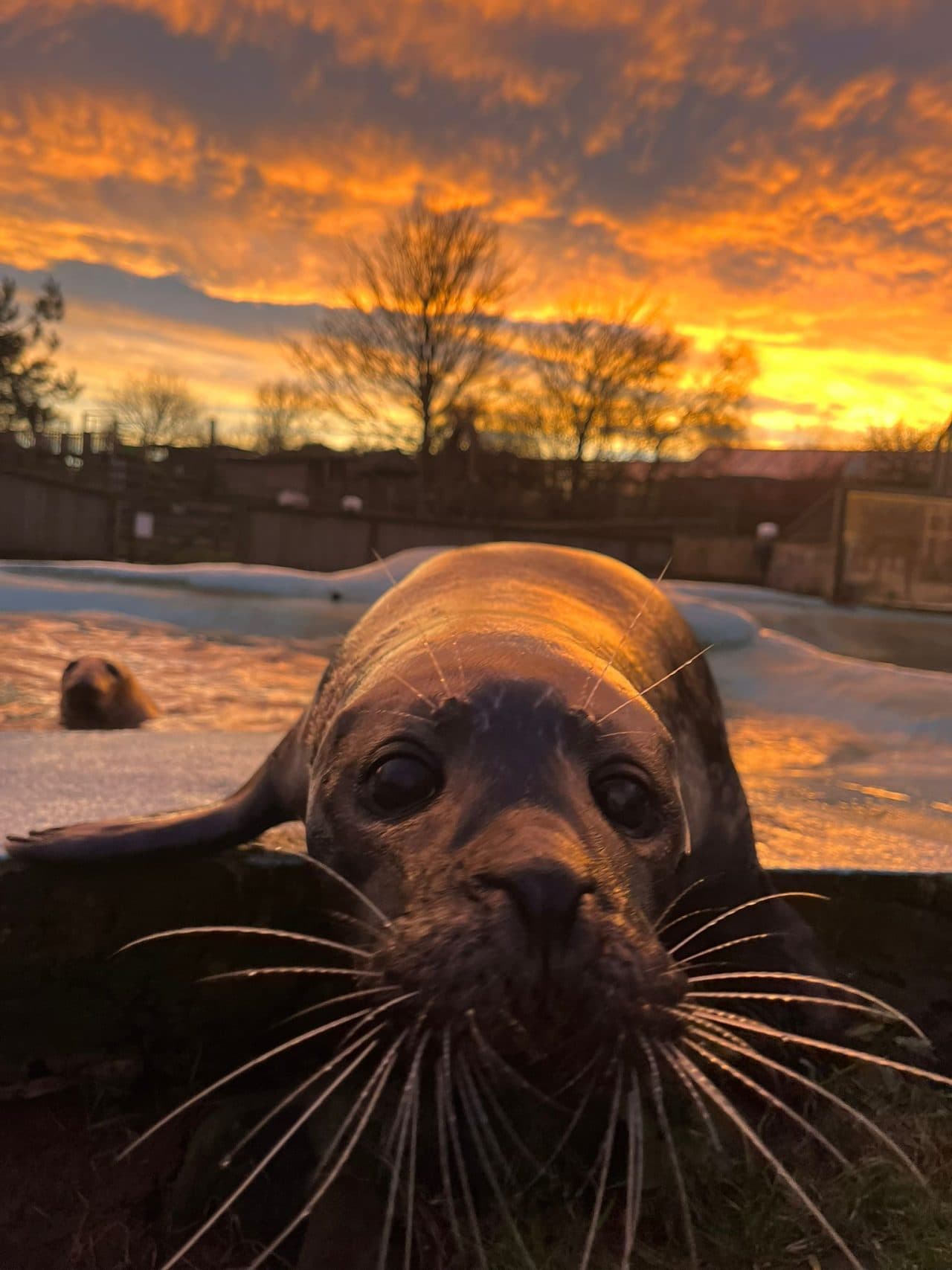 Mablethorpe Seal Sanctuary & Wildlife Centre - Image 2