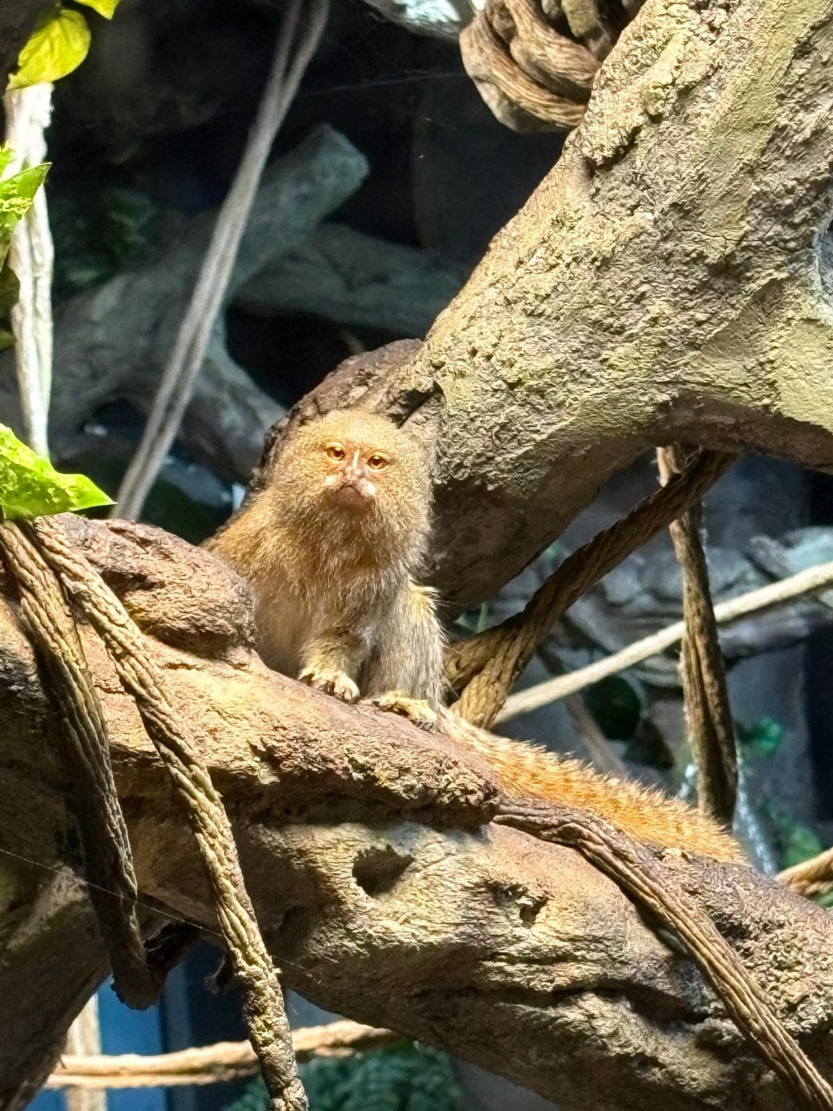 St Andrews Aquarium