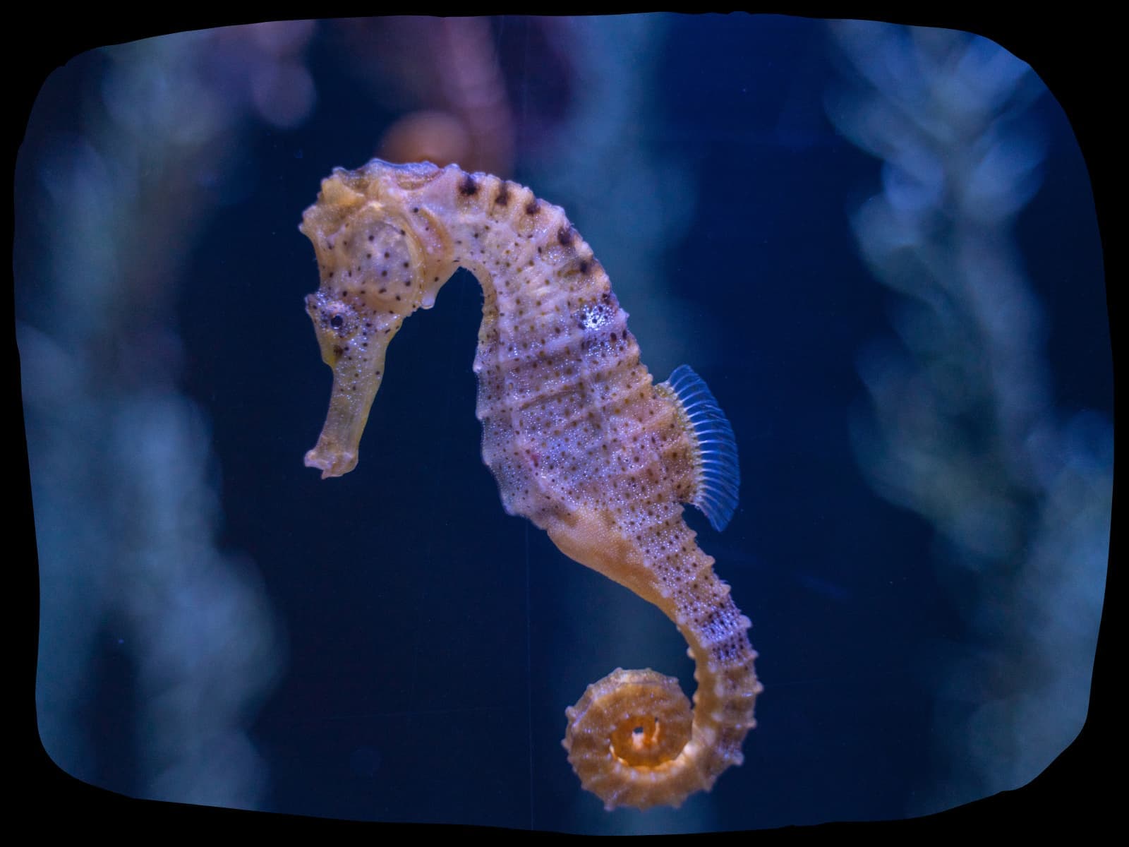 St Andrews Aquarium - Image 2