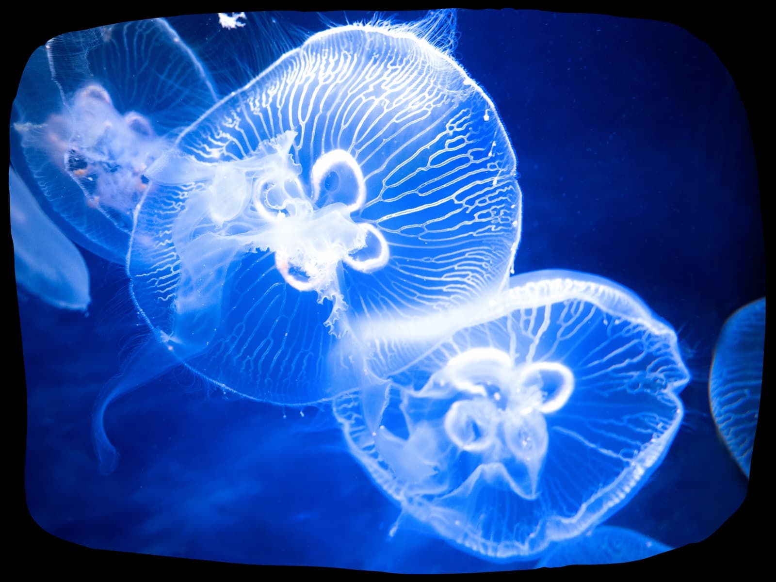 St Andrews Aquarium - Image 3