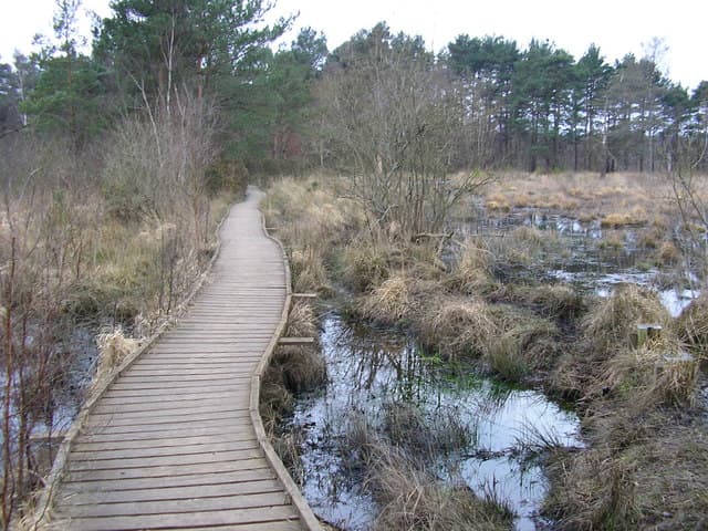 Wildmoor Heath Nature Reserve - Main view