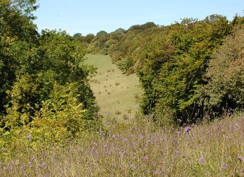 Wildmoor Heath Nature Reserve - Image 2