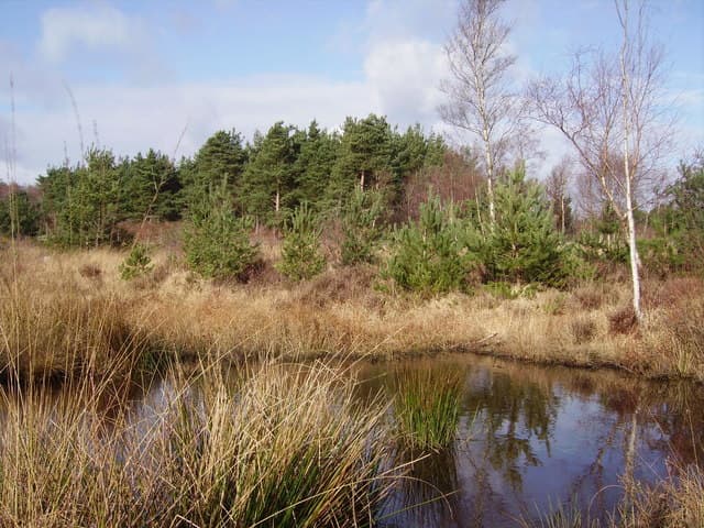 Wildmoor Heath Nature Reserve - Image 3