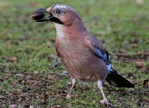 Wildmoor Heath Nature Reserve - Image 4
