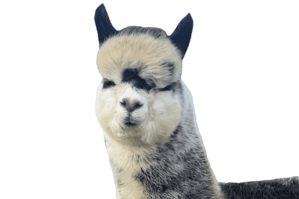 J and J Alpacas - Main view