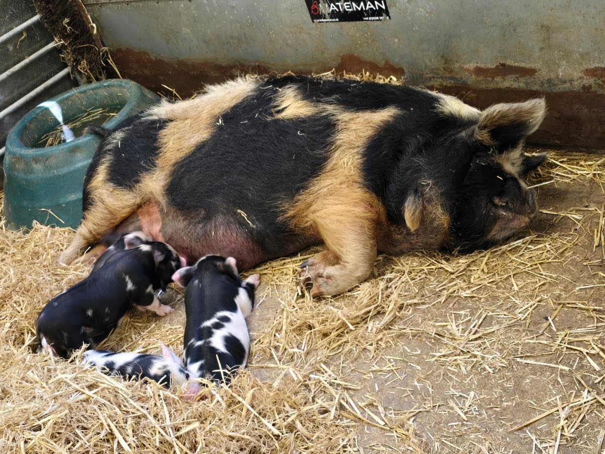 Longdown Activity Farm - Image 3
