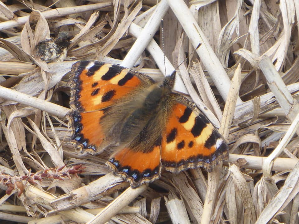 Hinksey Heights Nature Reserve - Image 3