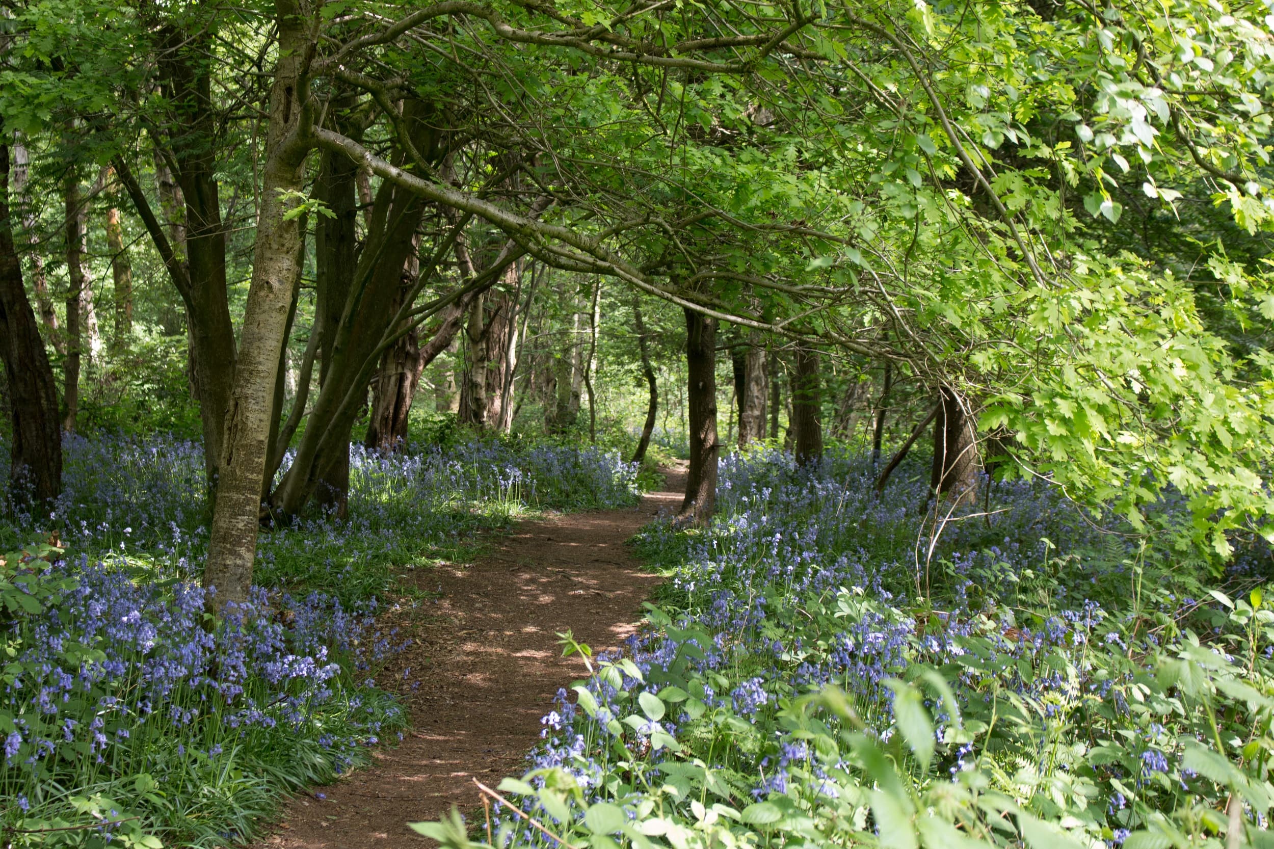 Kenilworth Common - Image 1