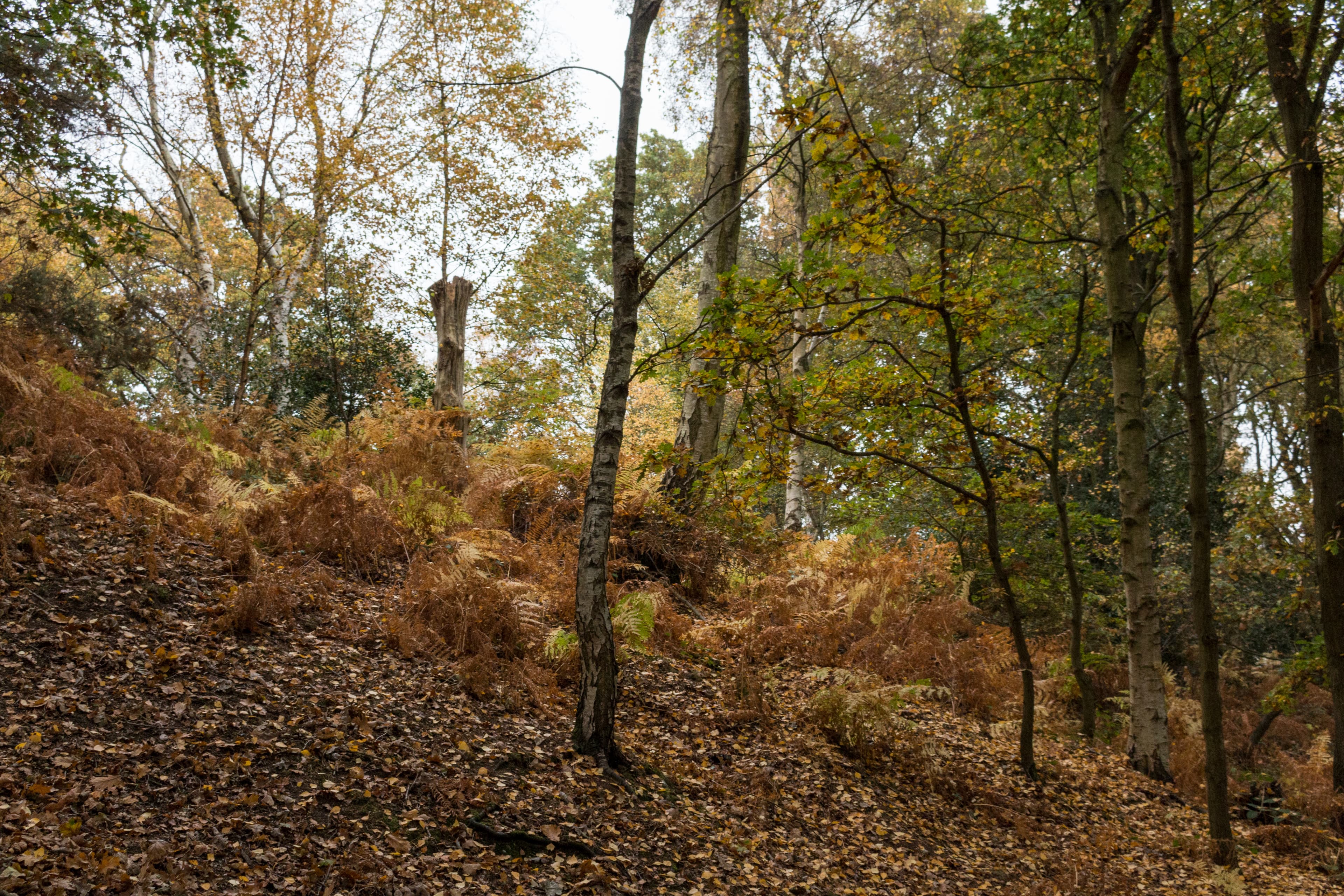 Kenilworth Common - Image 2