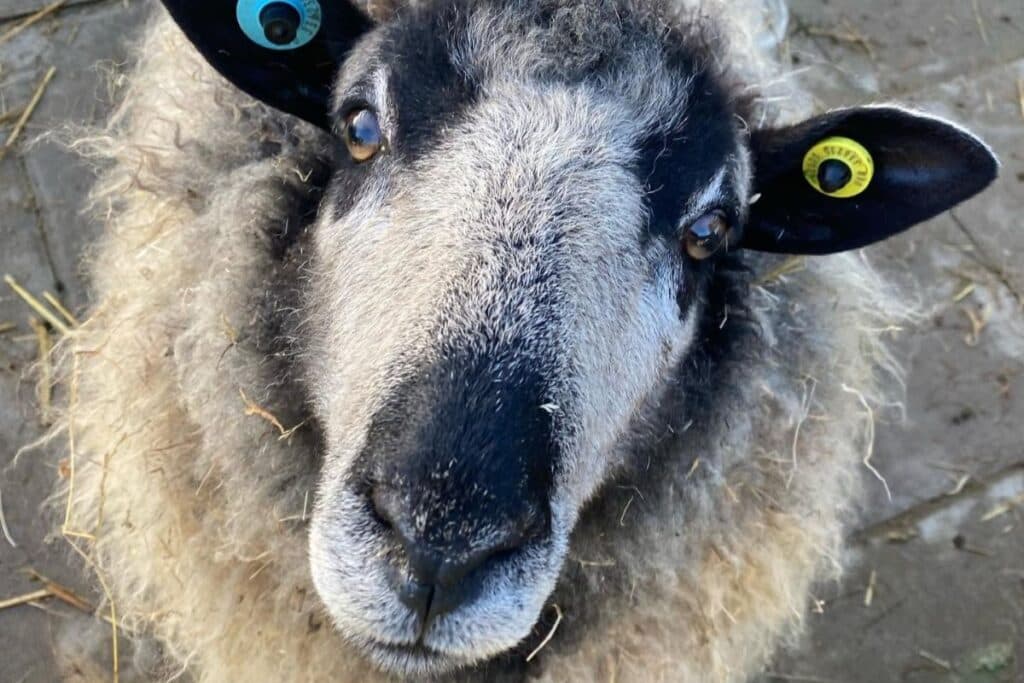 Hartcliffe City Farm - Image 3