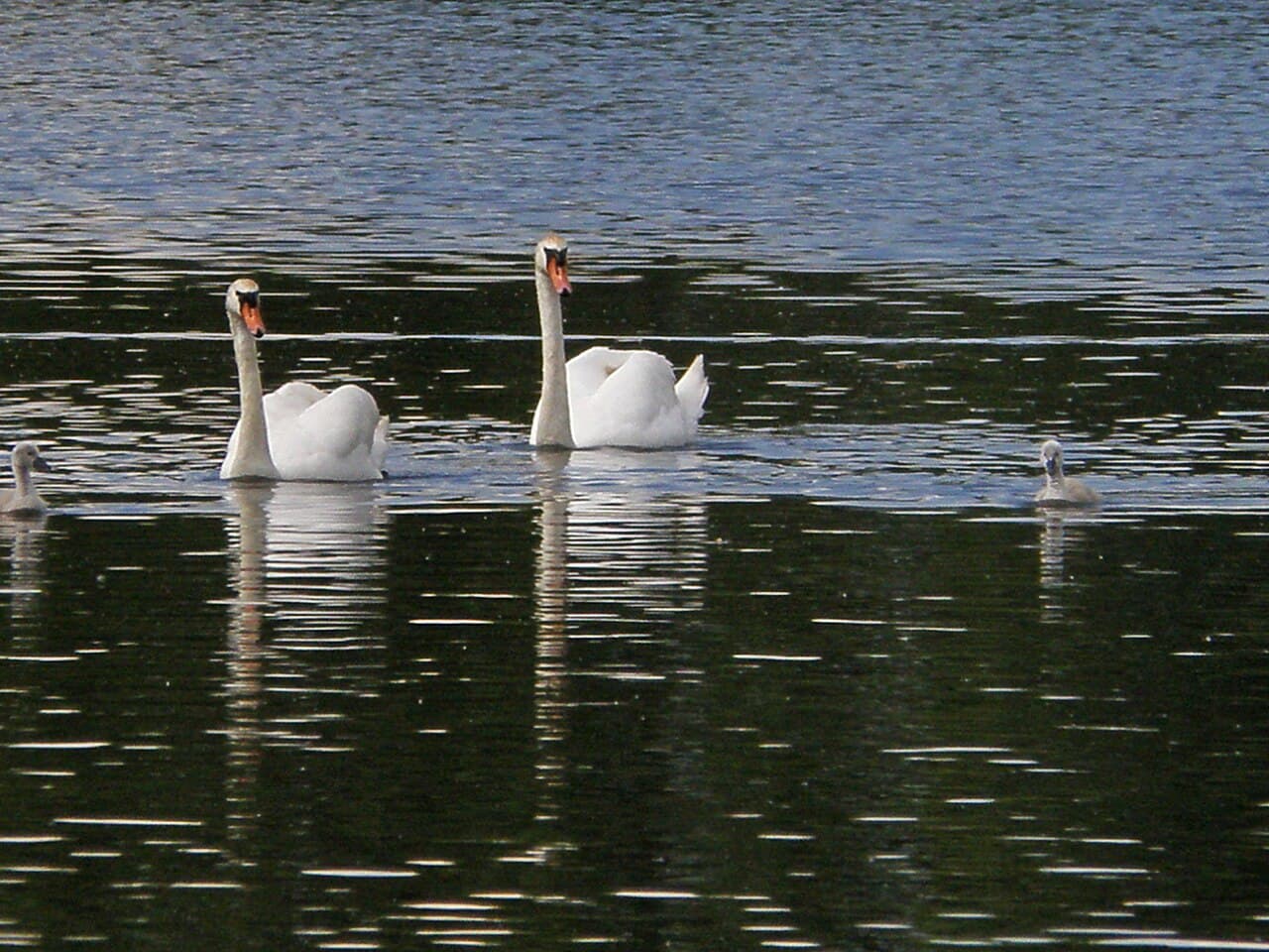 Wyken Slough - Image 2