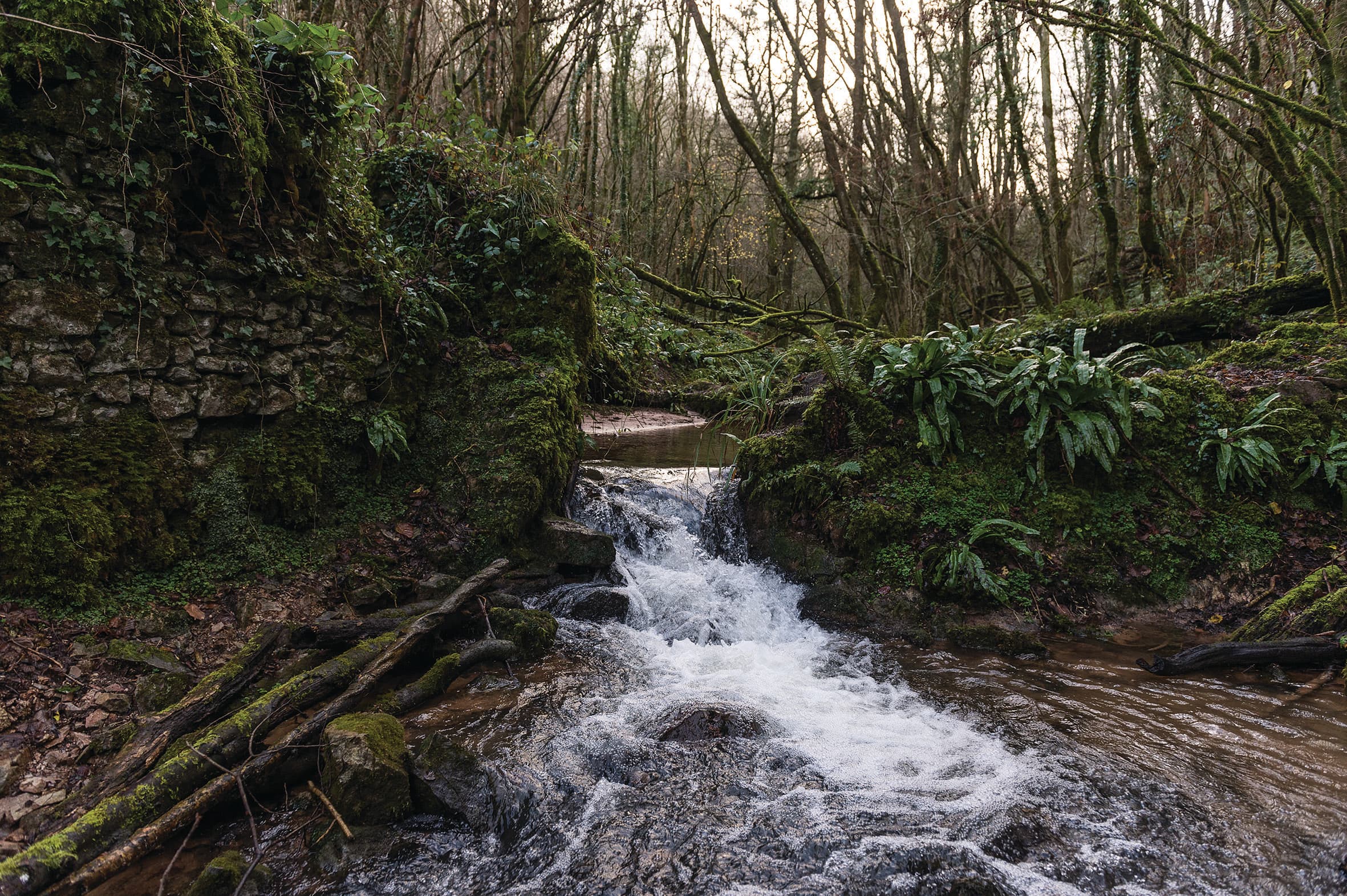 Harridge Wood West Nature Reserve - Image 1