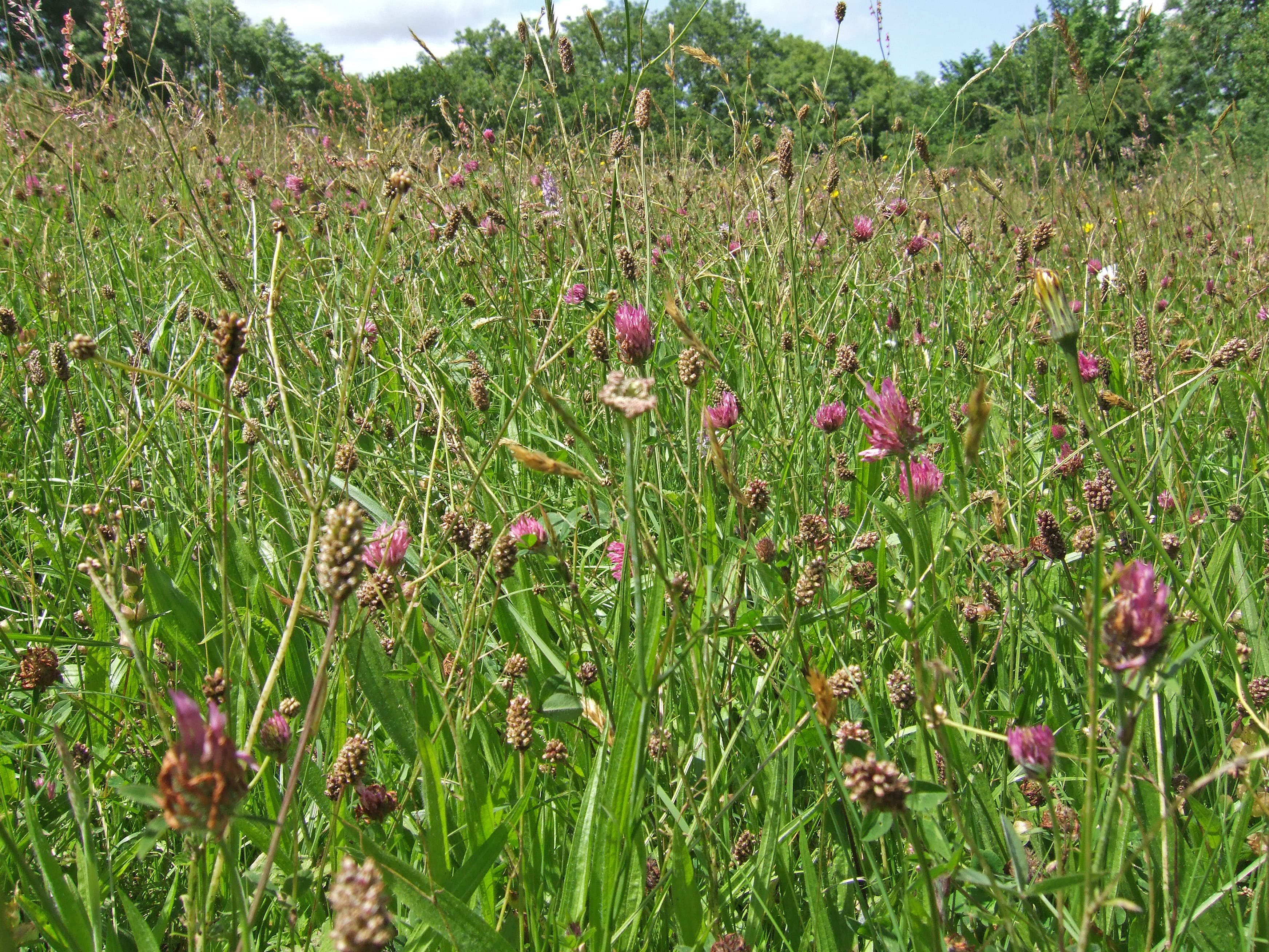 Harridge Wood West Nature Reserve - Image 2