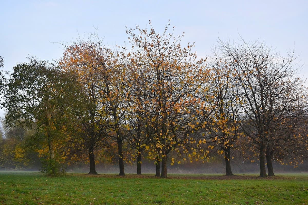 Househill Park - Image 2