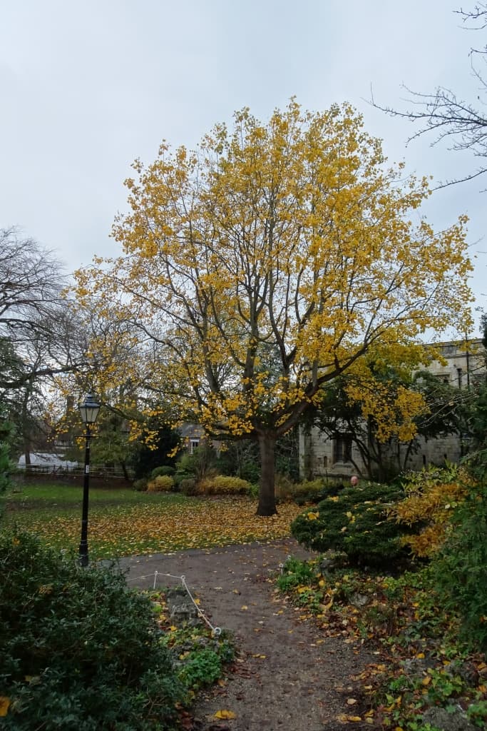 Museum Gardens - Image 3