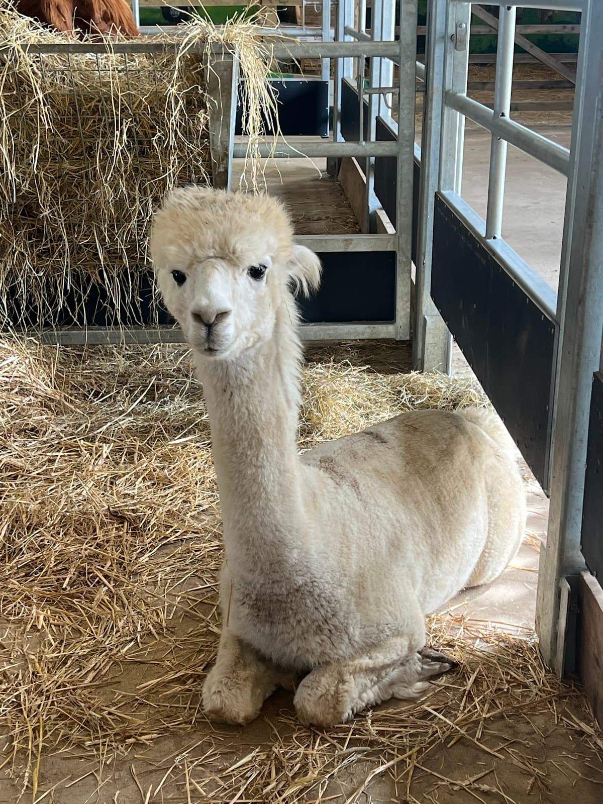 Gripps Farm Farmshop & Petting Farm - Image 2