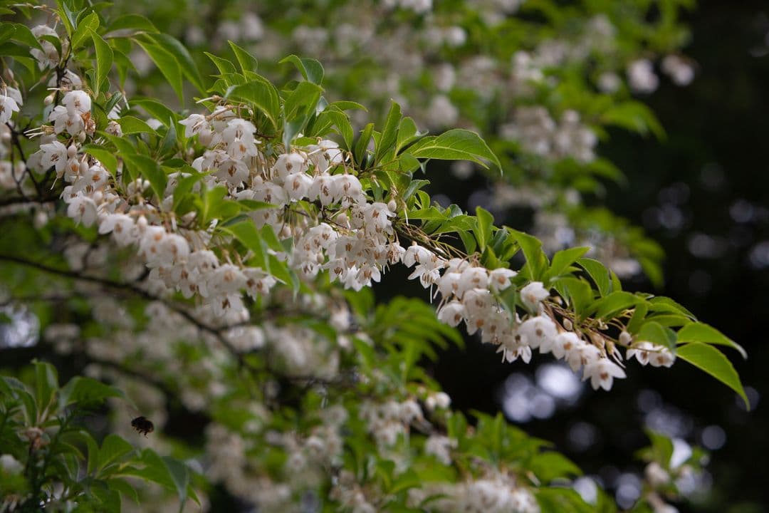Gresgarth Hall Gardens - Image 3