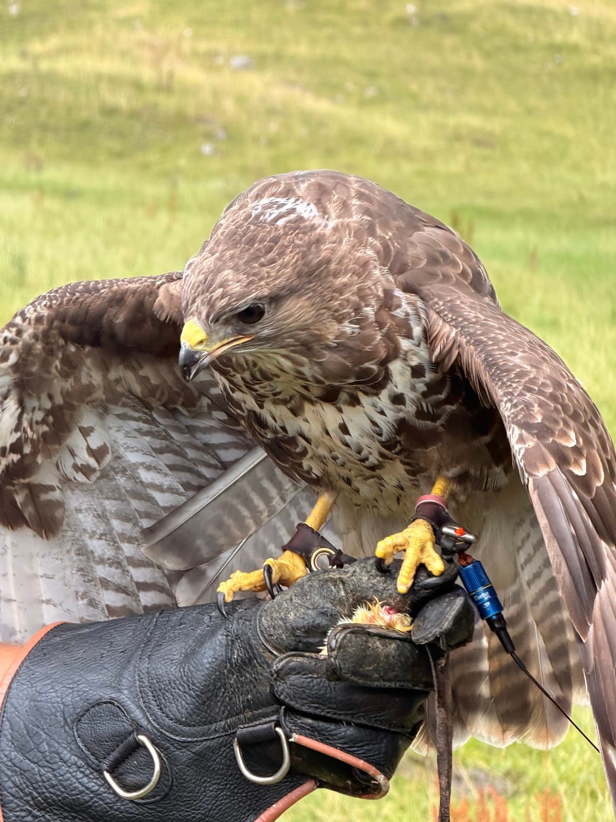 Settle Falconry - Main view