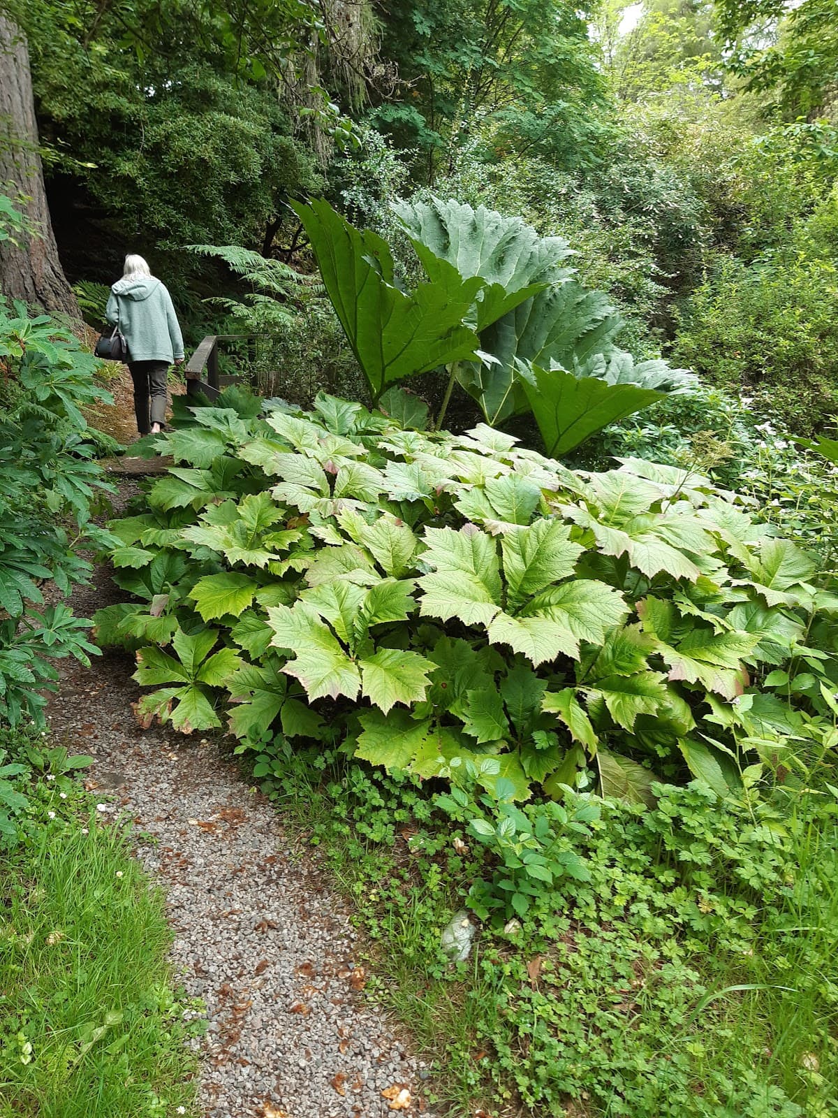 Crarae Woodland Garden (National Trust for Scotland) - Image 2