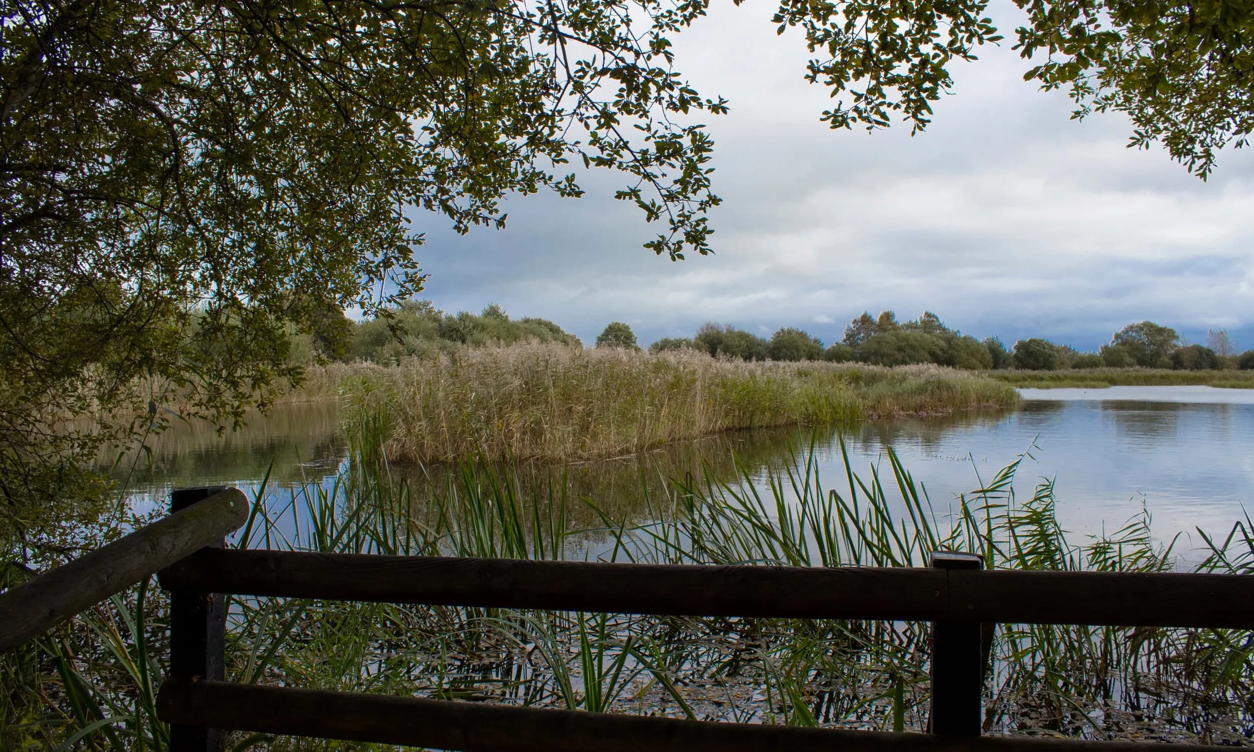 RSPB Ham Wall - Image 1