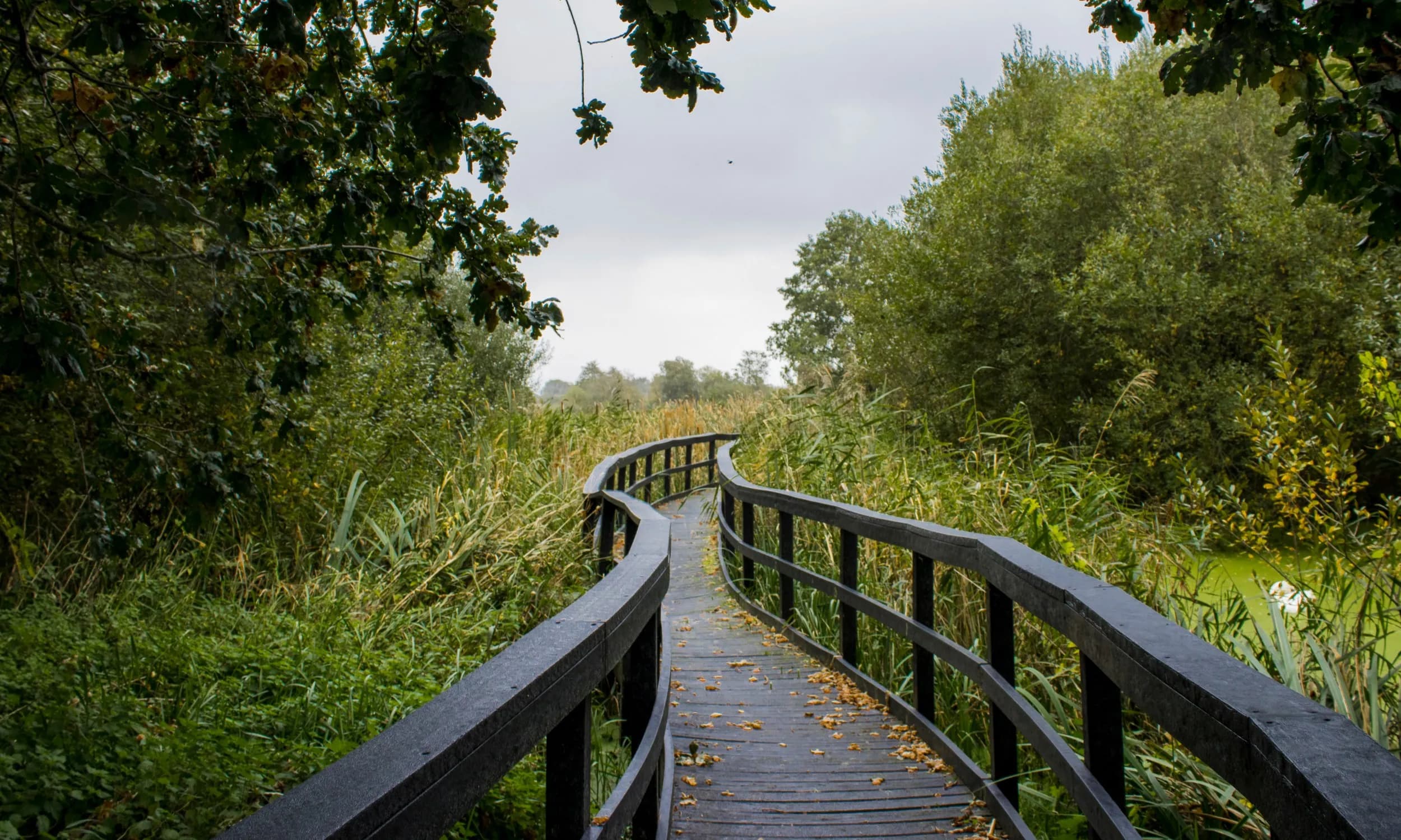 RSPB Ham Wall - Image 2