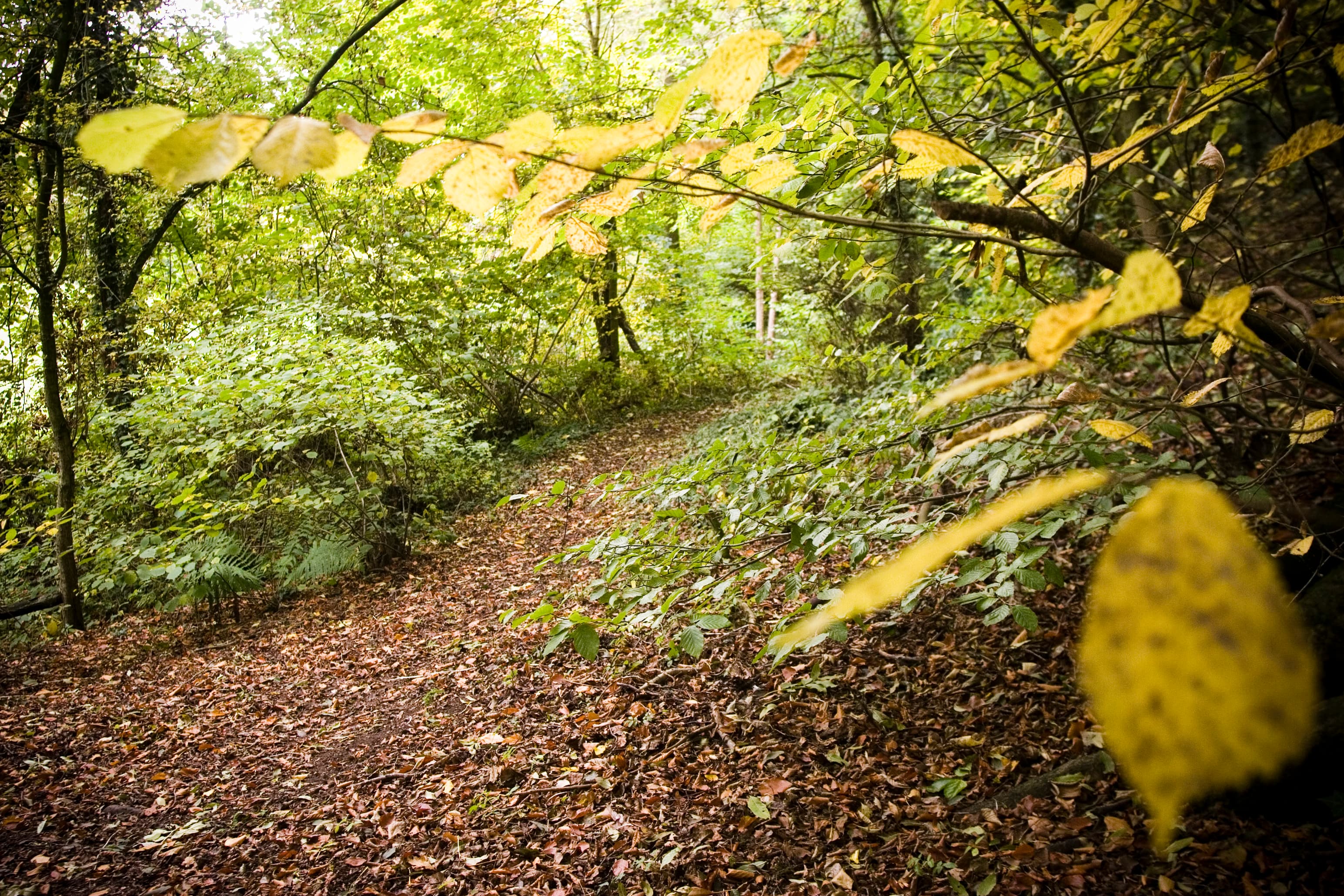Drews Pond Wood Nature Reserve - Image 1
