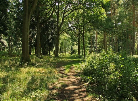The Christopher Cadbury Wetland Reserve at Upton Warren - Image 3