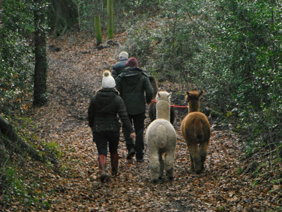 Lindway Springs Alpacas - Image 2