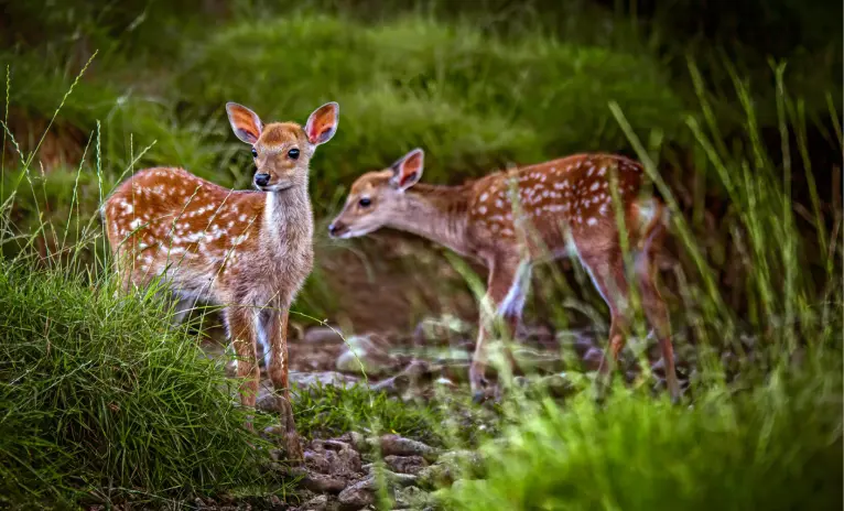 Bucklebury Farm & Deer Safari Park - Image 2