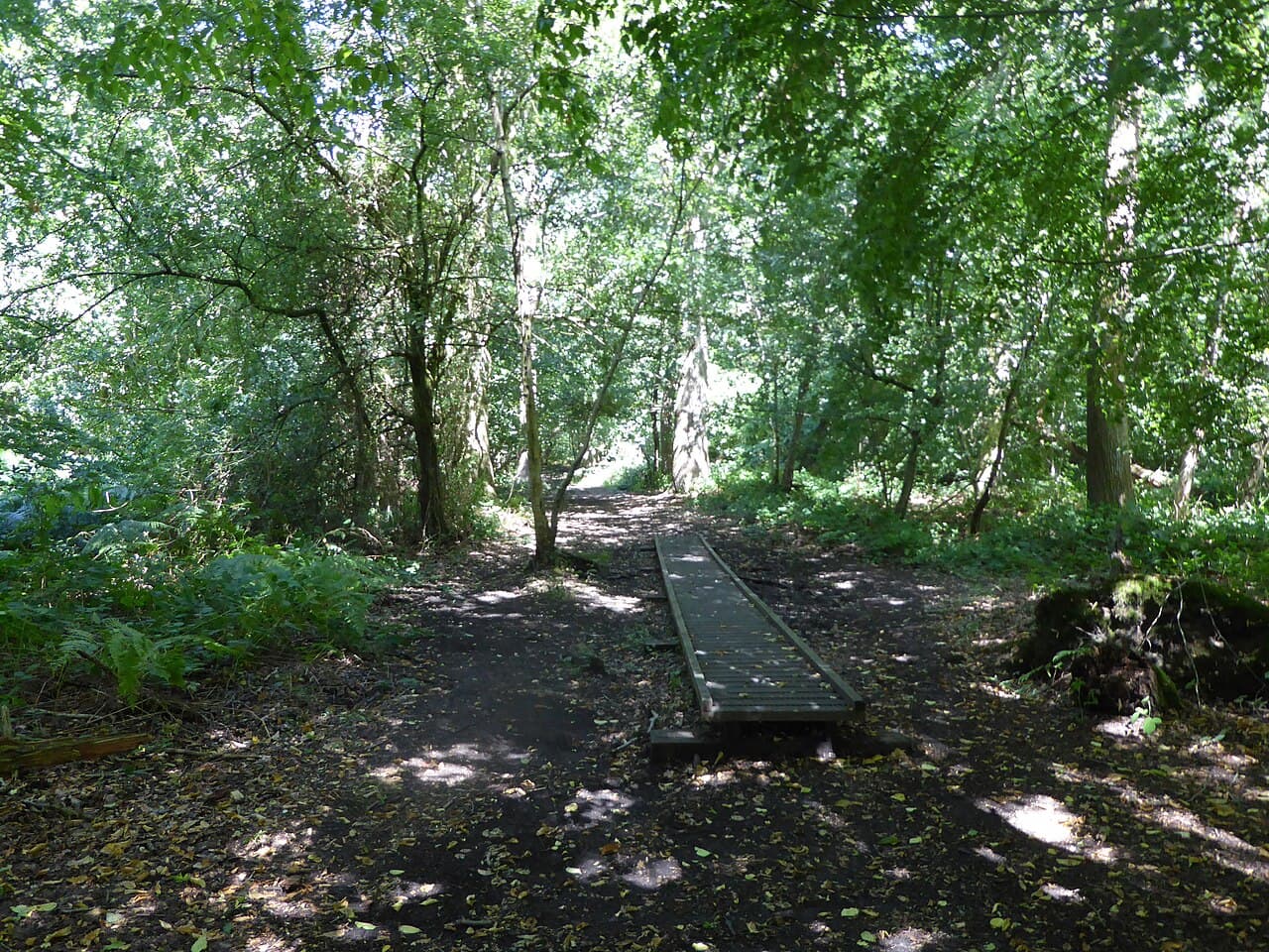 Tyrrel's Wood - Main view