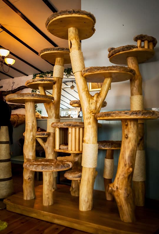 The Cat House - Norwich - Image 2