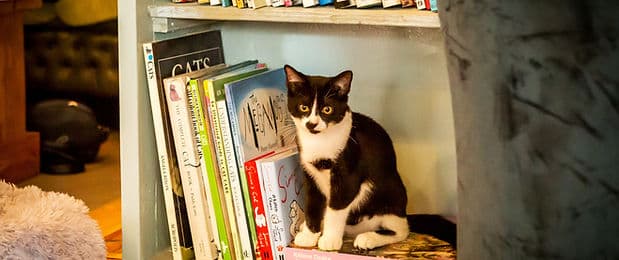 The Cat House - Norwich - Image 3
