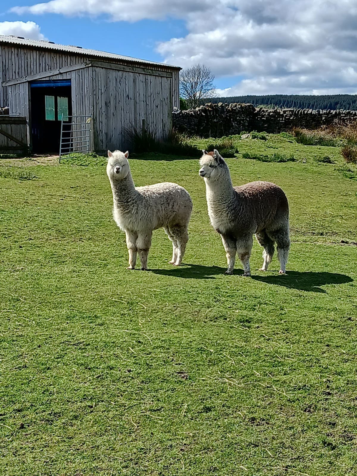 Ferny Rigg Alpacas - Image 1