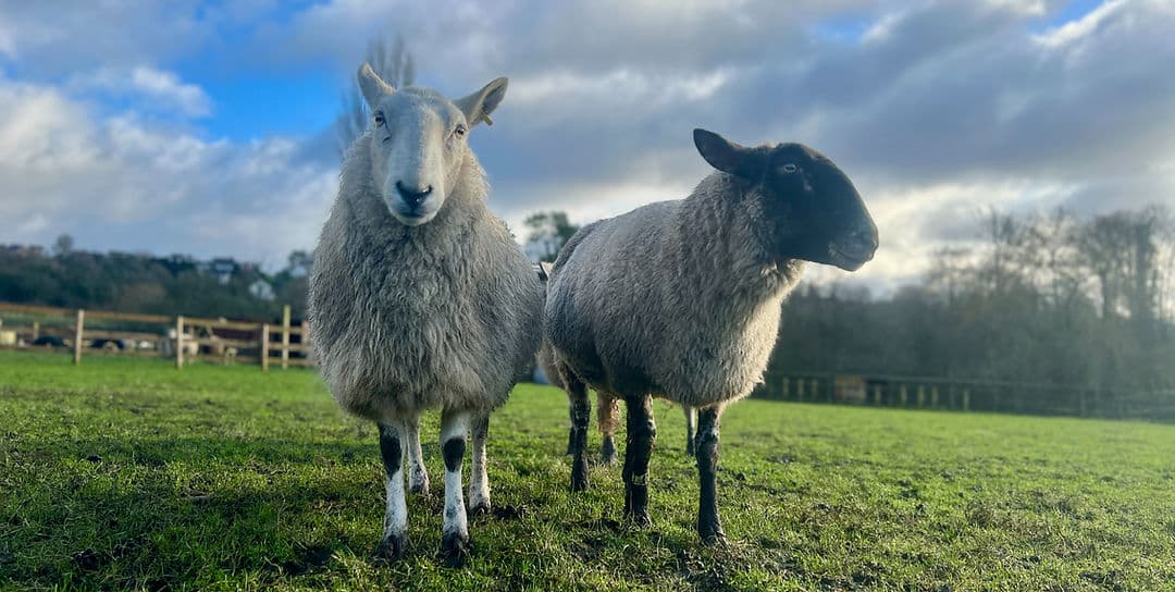 Brockswood Animal Sanctuary - Main view