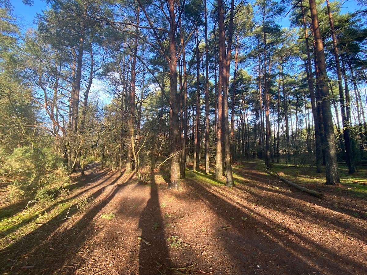 Hogmoor Inclosure - Main view