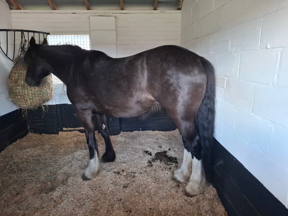Hillside Shire Horse Sanctuary - Image 1