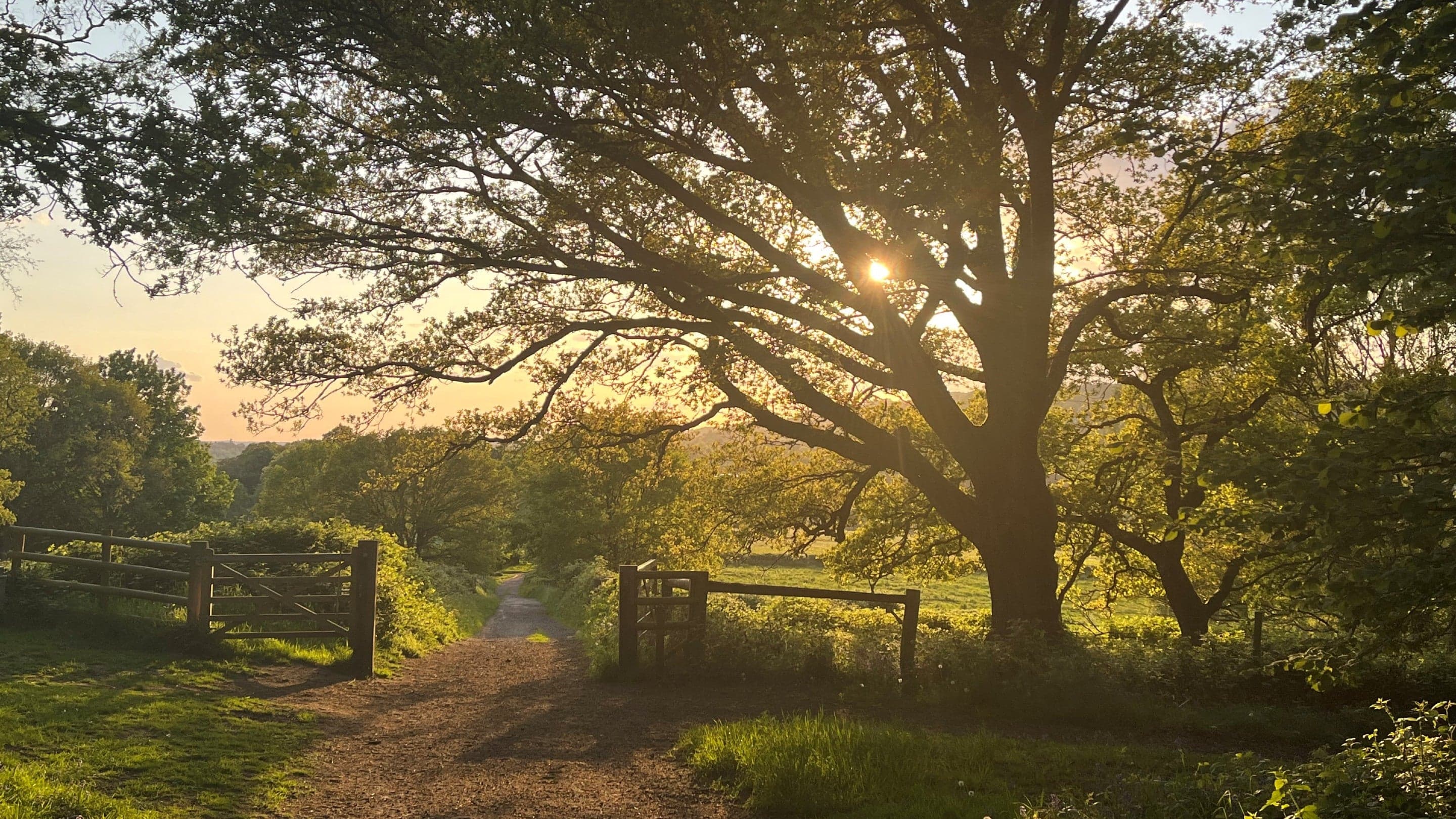 National Trust - Abinger Roughs and Netley Park - Main view