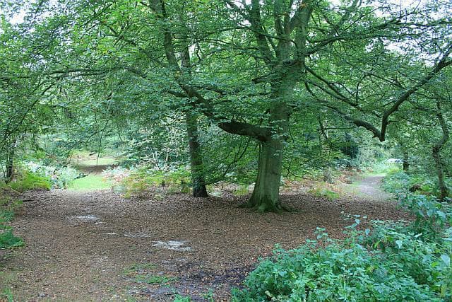 National Trust - Abinger Roughs and Netley Park - Image 2