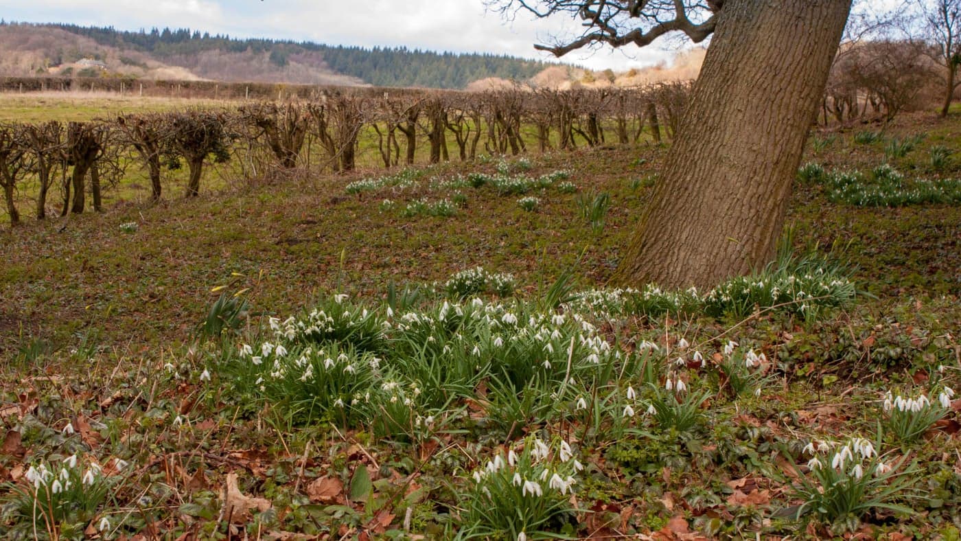 National Trust - Abinger Roughs and Netley Park - Image 3