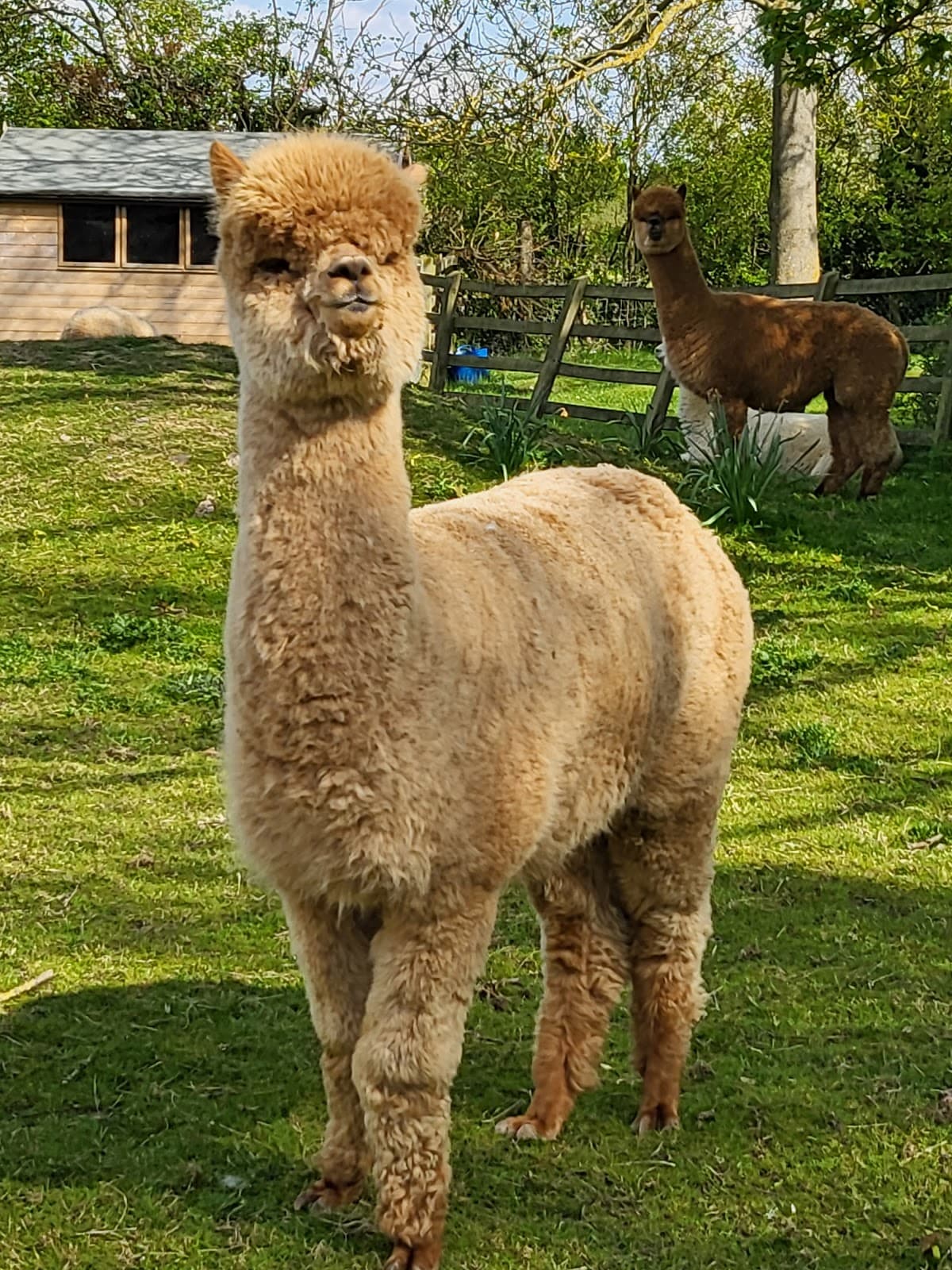 Yew Tree Alpacas - Main view