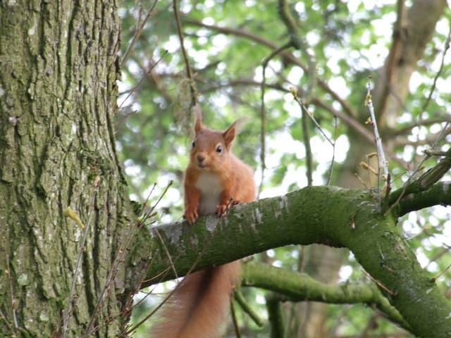 Talkin Tarn Country Park - Image 2