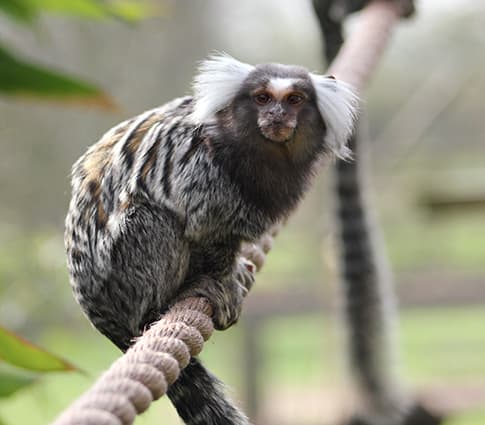 Askham Bryan Wildlife & Conservation Park - Main view