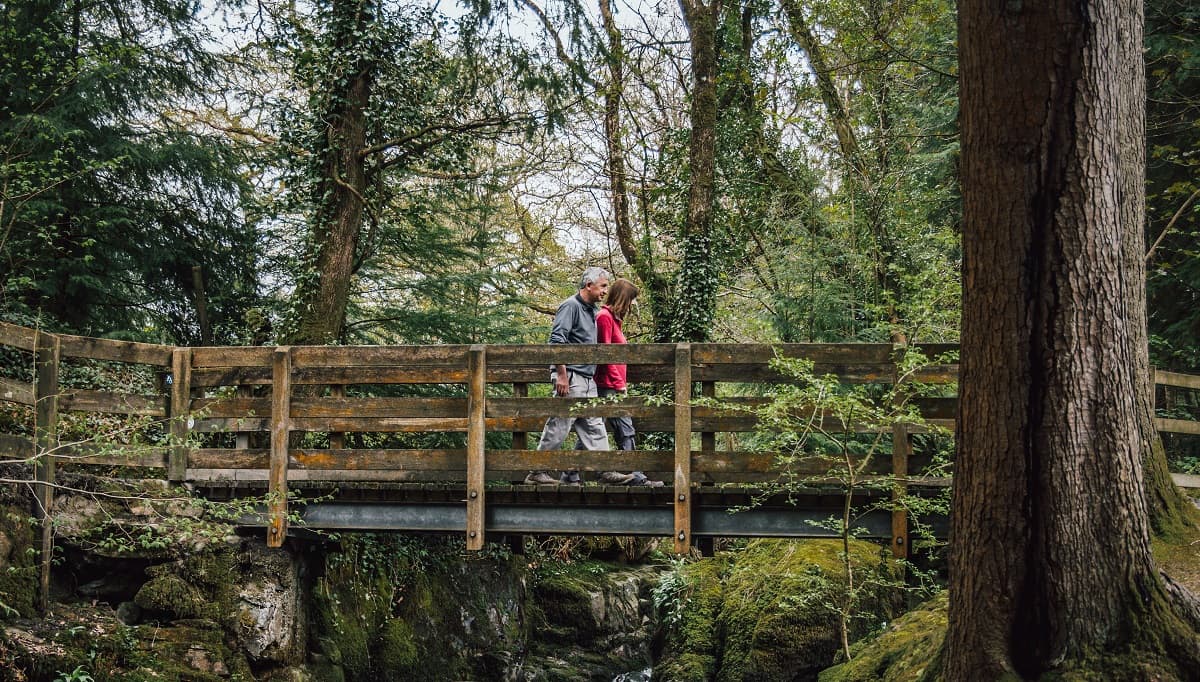 Coed y Brenin Forest Park - Image 3