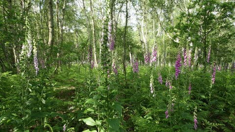 Knettishall Heath Nature Reserve - Image 2