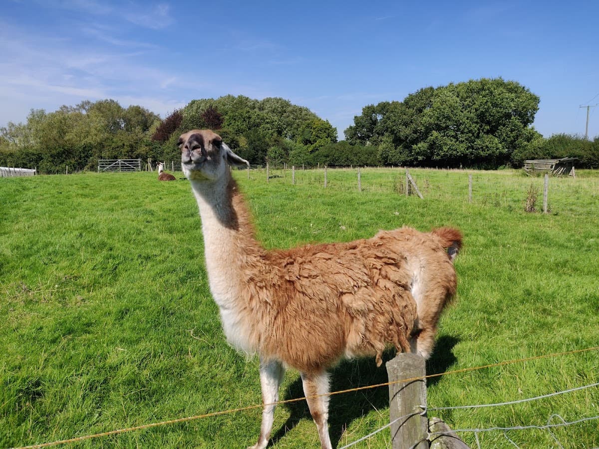 Lakemore Farm Park - Main view